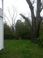 TreeByHouse .jpg
