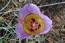 683947-wildflower001.jpg