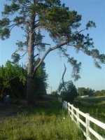 685369-Trees 025 (Small).jpg
