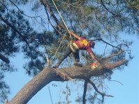 685373-Trees 034 (Small).jpg