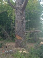 685377-Trees 038 (Small).jpg