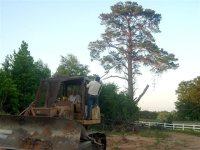 685380-Trees 039 (Small).jpg
