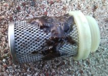 diesel-bug-microbial-fuel-contamination.jpg