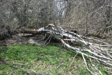 picture 020.jpg