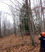 tree trimming.a.jpg