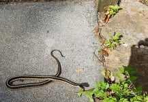 Garter.jpg