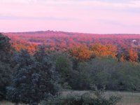 evening sun on hillside trees.jpg