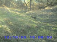 801884-bobcat.jpg