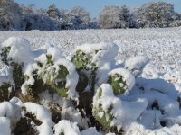 cactus snow.jpg