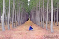 board-oregon-tree-farm-223-246.jpg