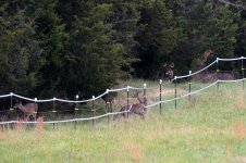 Deer.JPG