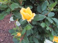 IMG_0021.JPG