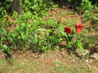 IMG_0039.JPG