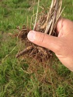 weeds 2.jpg