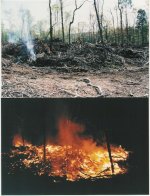 808876-Fire for tbn.JPG