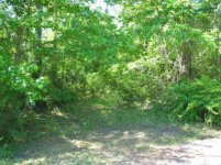 649591-Driveway Before Clearing.jpg