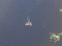 809555-Big Gator1.jpg