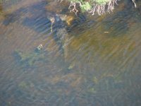 809556-Big Gator 2.jpg