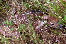 651589-deer-web2.jpg