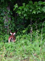 651632-deer-run.jpg