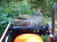 694980-stump.jpg