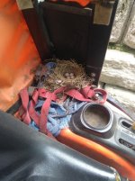 Tractor-Nest.jpg