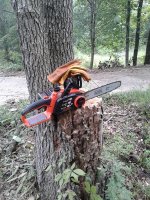 b-d-n-tree1.jpg