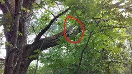 splittree_LI.jpg