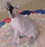 318323-mohawk.jpg