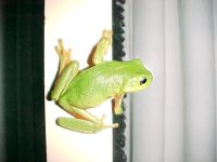 6-173891-Frog.jpg