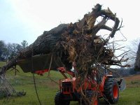 297350-L48-cedartree.jpg