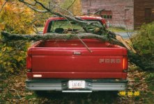 319471-19991020treeontruck.jpg