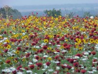 652421-wildflowers4.jpg