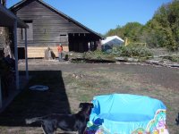 733827-NTreeDown.jpg