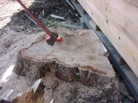 733828-Stump.jpg