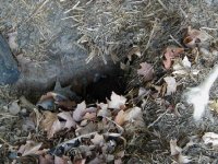 854121-something lives here small.JPG