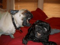 854701-pugs.JPG