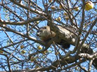 654443-hog-in-tree.post.jpg