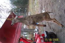 792945-Tractor Deer (Small).JPG