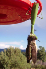 Praying mantis killing a bird.PNG