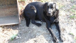 lab_helping_to_fix_t273.JPG