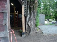 697346-SouthTree.jpg