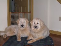 856037-Bernie&Bella.jpg