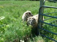 657092-sheep.jpg