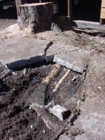 737705-MidRoots.jpg