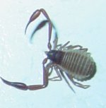 698728-bugsonly.jpg