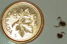 698729-bugs.jpg