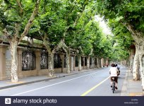 China tree lined street.jpg