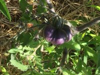 IMG_1462.JPG