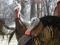 856982-TomTurk TBNb .jpg
